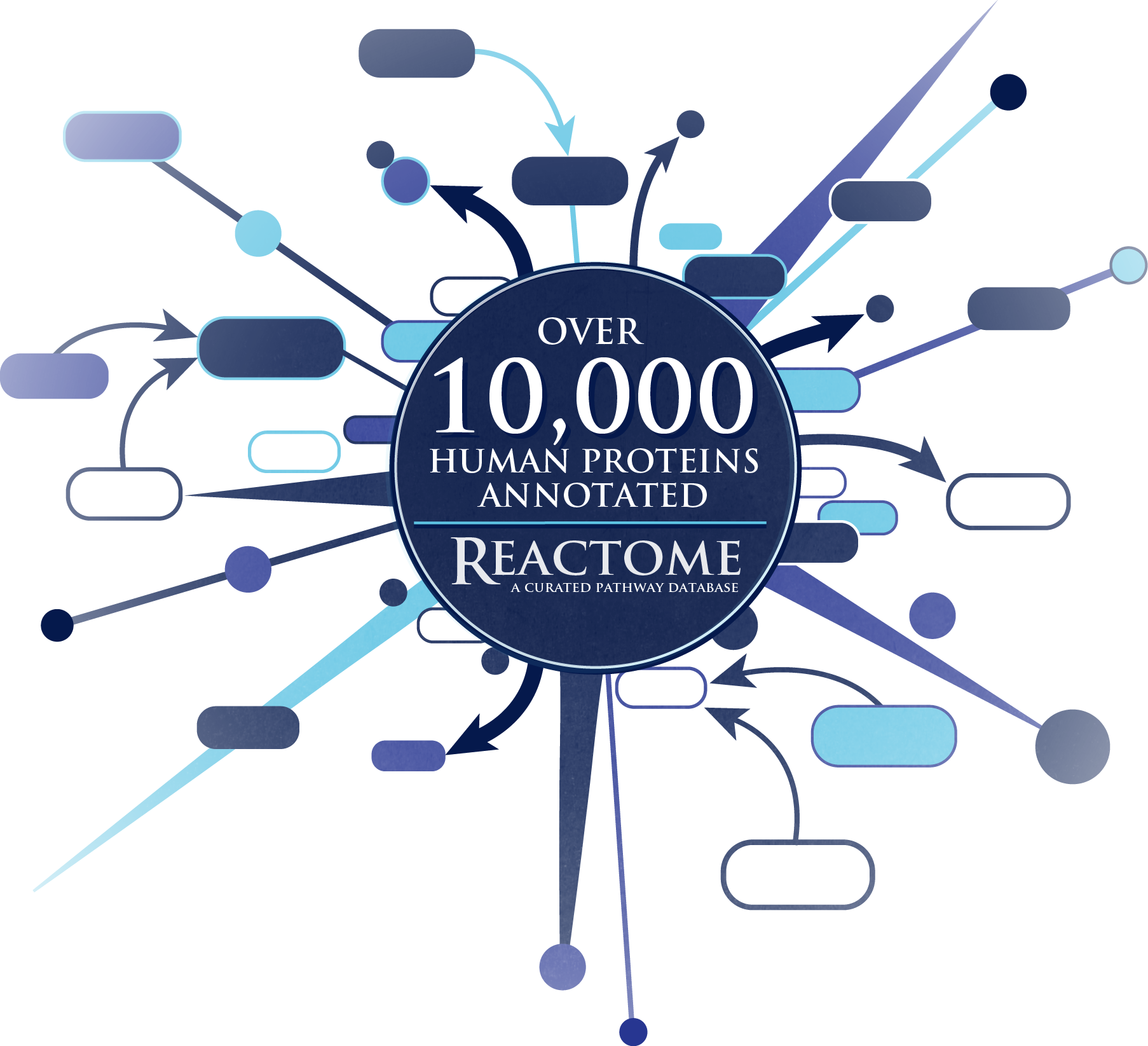 10 k Reactome