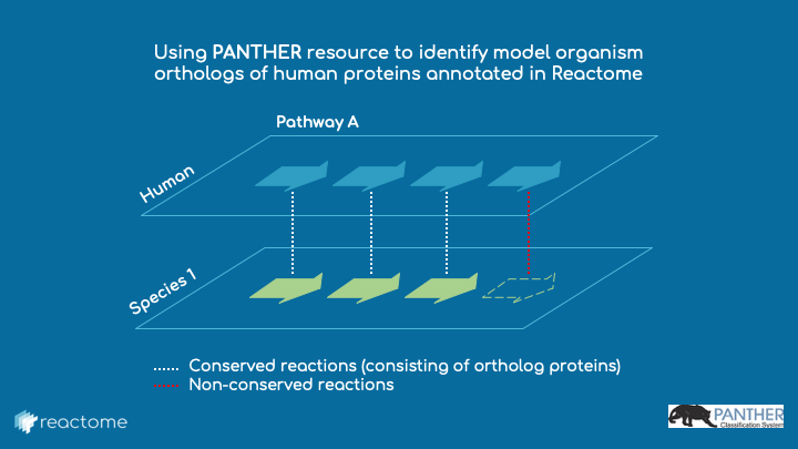 Orthology